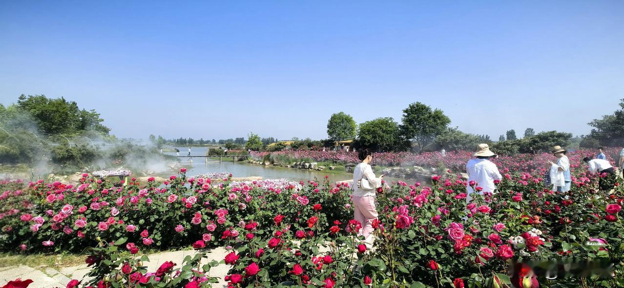 观月季花海能称为花海，这里是名副其实。走进花海，令人叹为观止，一眼望不到边的月