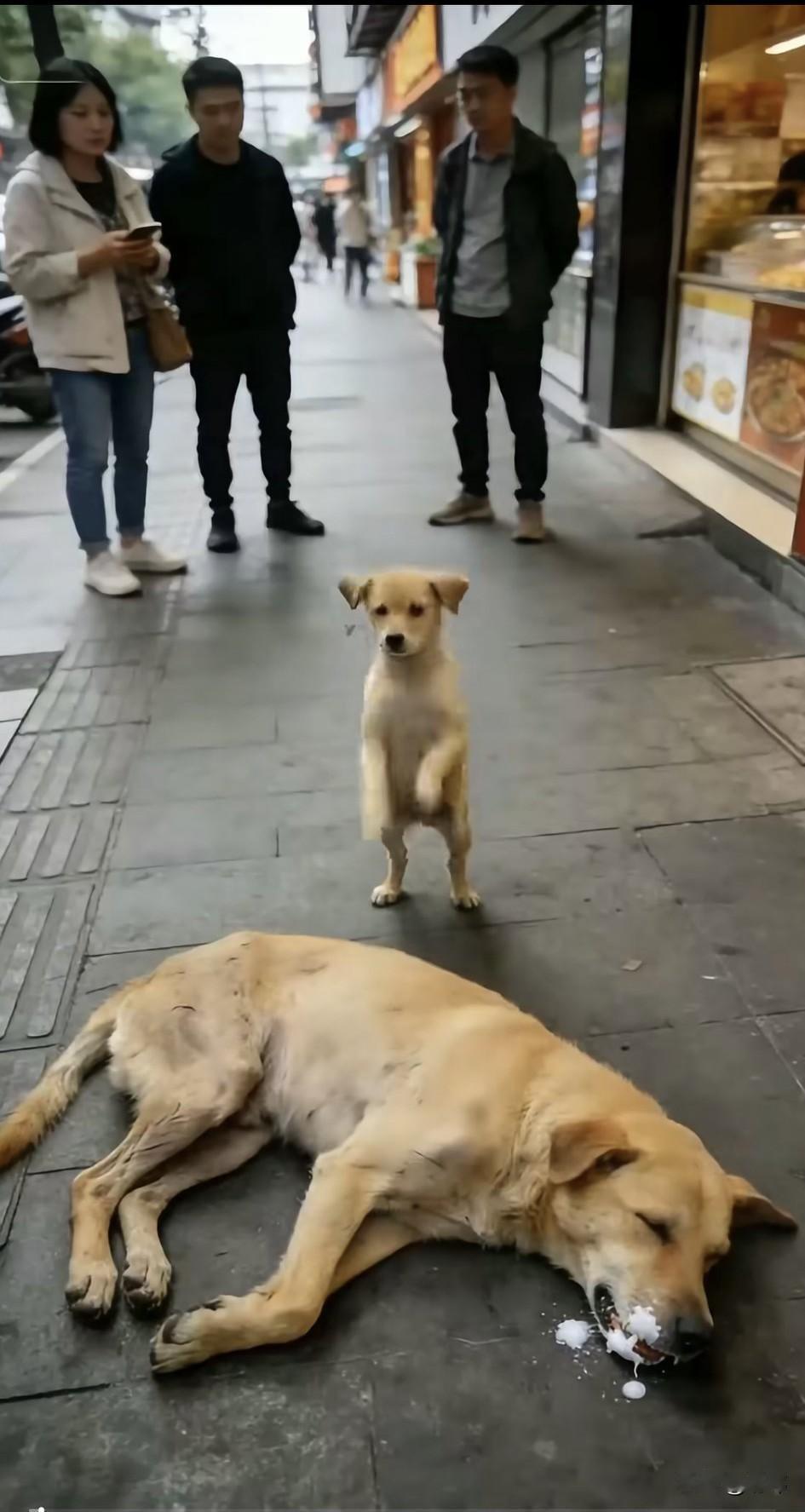 泪目了！这天一位阿姨去商业街买东西，当她走到一家烤鸡店门口的时候，看到一群人围在