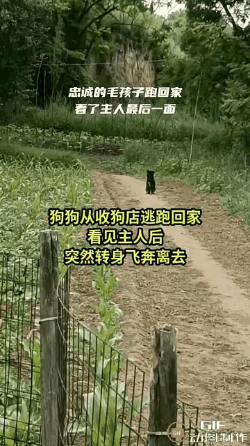 主人家庭贫困，狗狗饥一顿饱一顿，即使是这样它也从来没有离开主人的心。直到有一天，