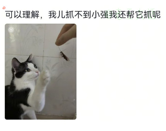 我家猫：你就是我的专属工具人，24小时待机那种。