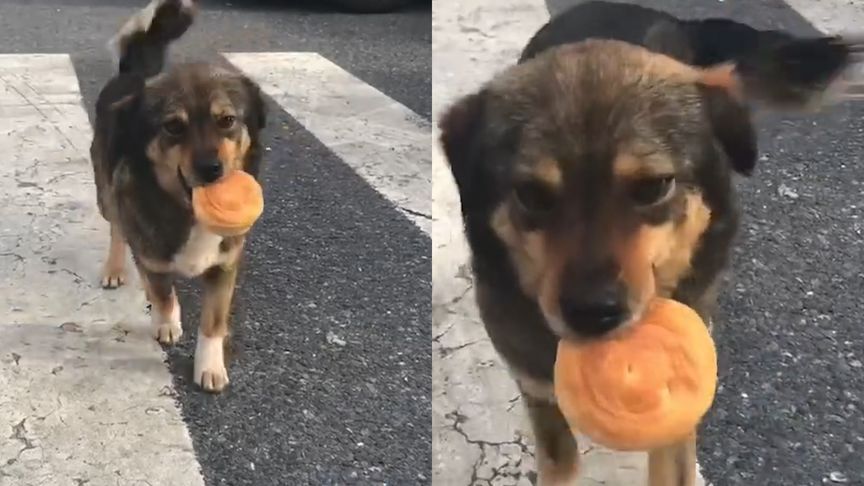 【上海男子被流浪狗“投食”瞬间破防：喂养45天，来“报恩”了！】5月15日，上海