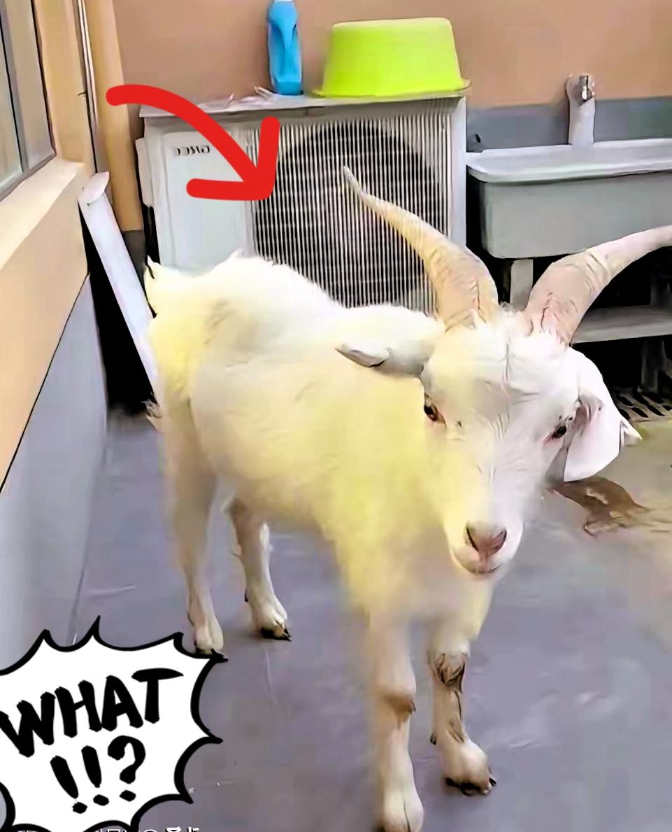 西安女孩把羊羊🐑带回了家，给它创造了舒适的环境，女生家里自带小院，环境特别合适