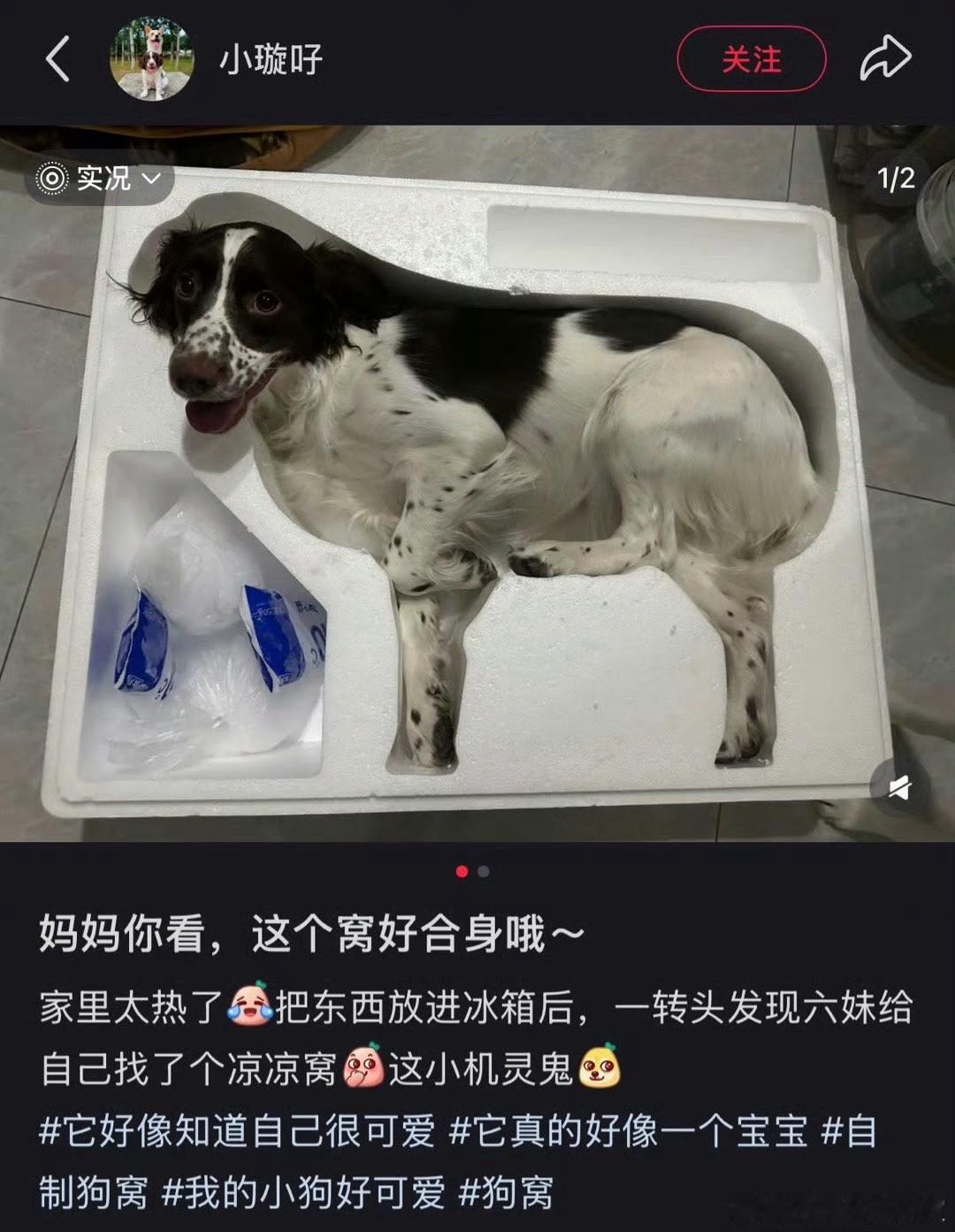 这谁能想到是完形填狗？爆笑段子研究所