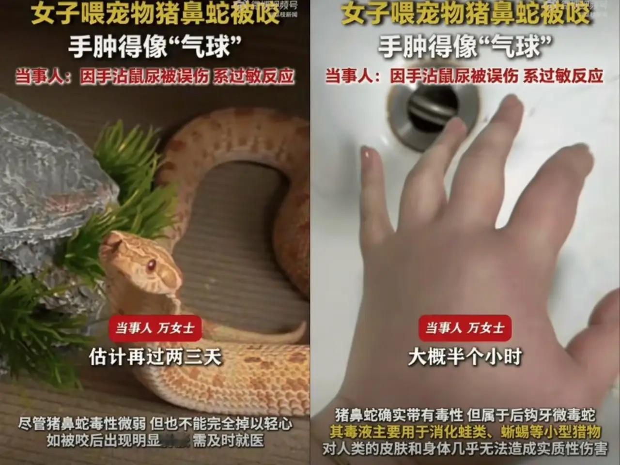 很吓人！江苏一位女生养了条宠物猪鼻蛇，居然连着三四个星期都没给蛇喂食。当她拿镊