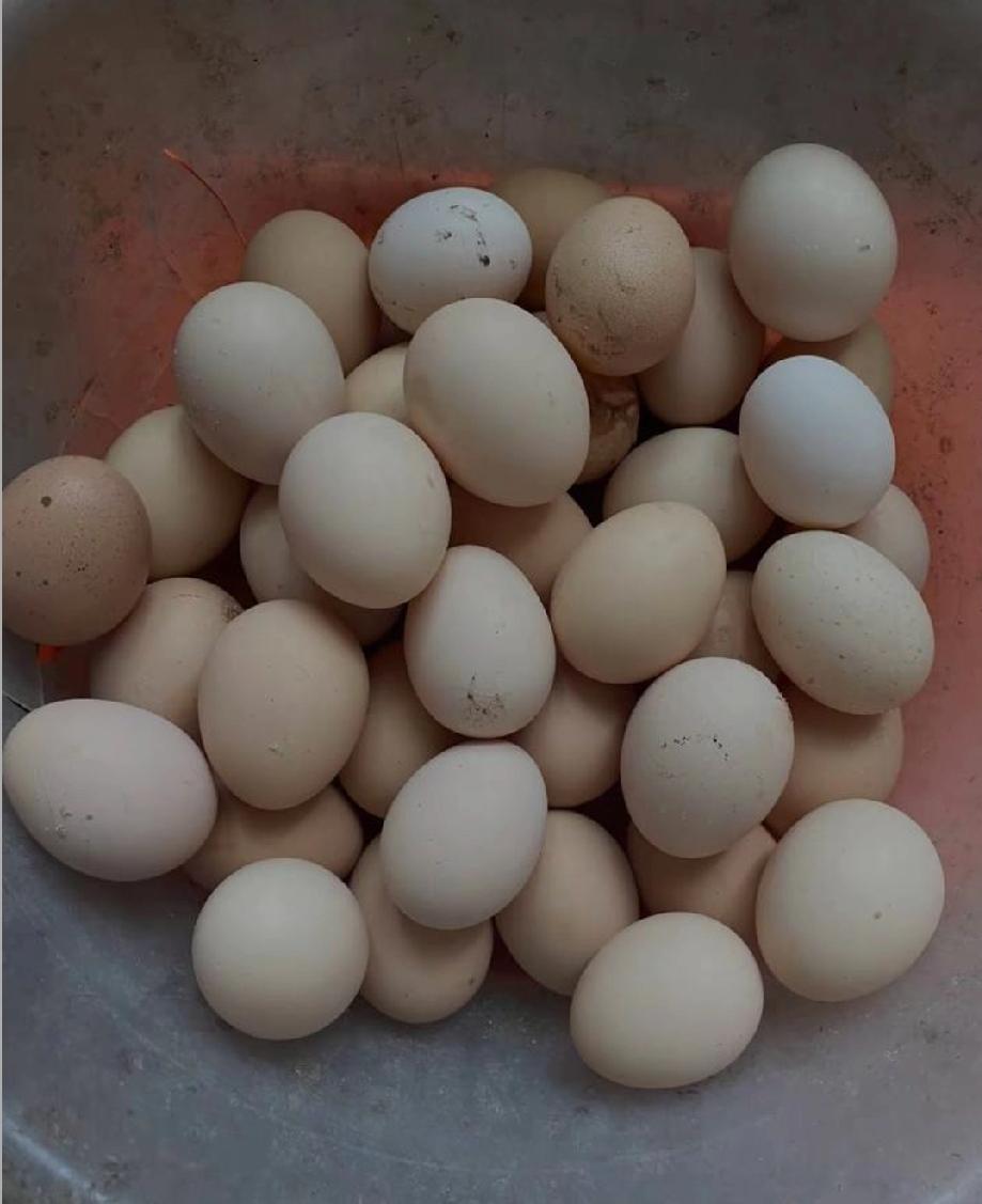 嫂子娘家是农村的，经常从家里拿菜和鸡蛋，每次老妈都让我回家拿点吃，嫂子让我拿，我