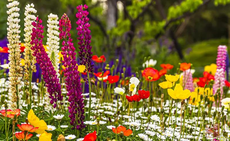 下联：簇簇绿竹傲寒霜，诚邀上联朵朵鲜花随春来