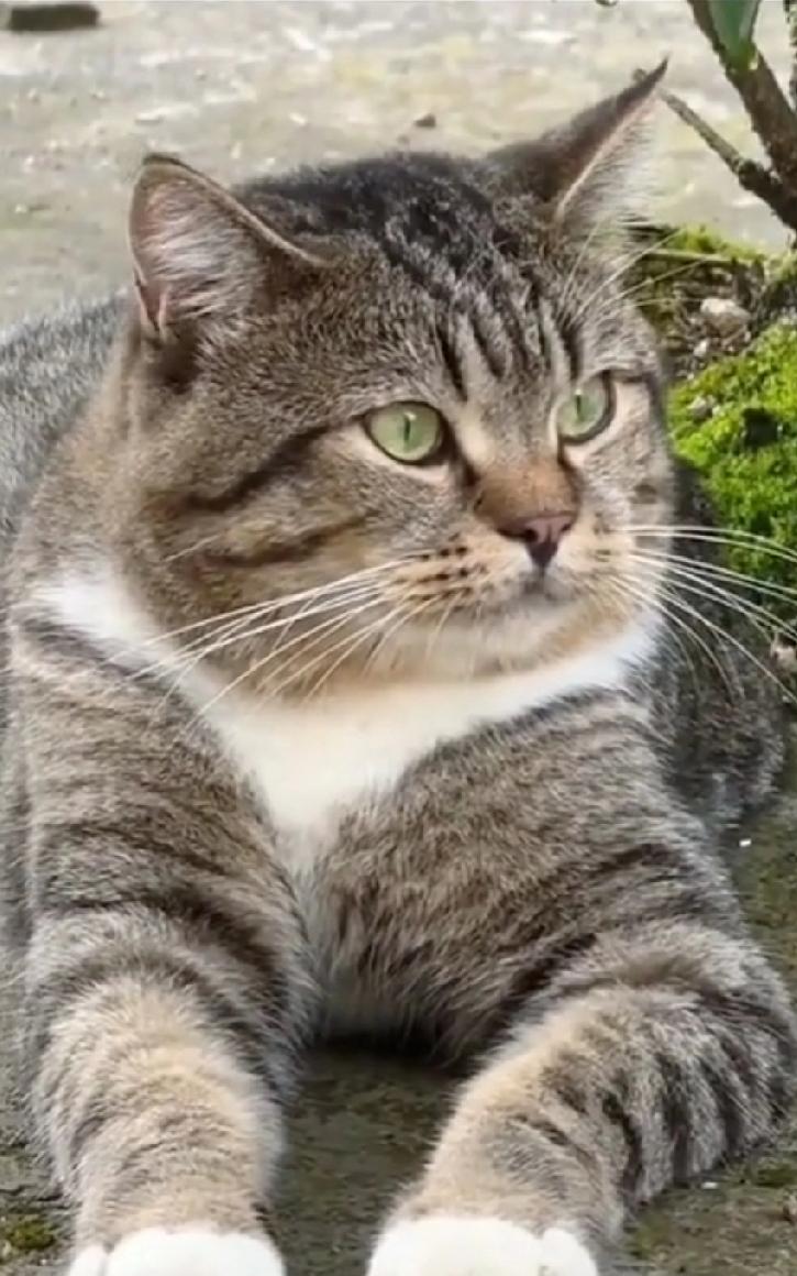 来来来，都来晒晒自家猫咪吧，瞧瞧谁家的猫咪最帅气，不服就来战啊！每次看到这只猫