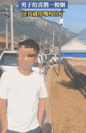 前世的还没忘干净！辽宁一对新人结婚时遇奇事，车顶上突然落下一只喜鹊，新郎竟然给