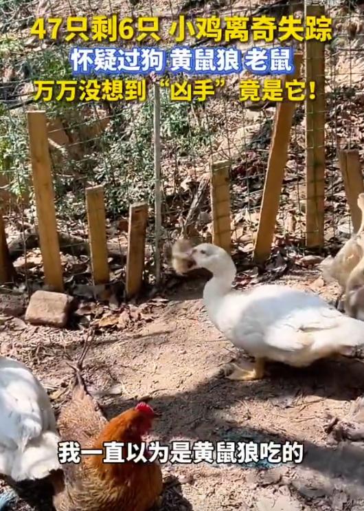 福建，一女子养了47只小鸡，几天后只剩6只，小鸡尸体都找不到，她一直以为是黄鼠狼