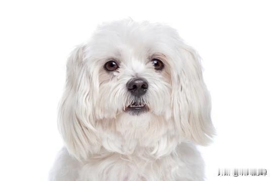 朋友的狗丢了，不惜租用搜救犬寻找，很幸运真得找到了。朋友是真喜欢狗，她养了一