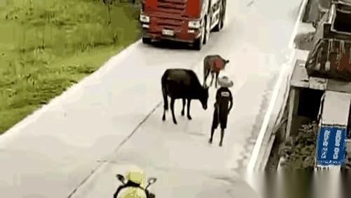 讲一件挺离奇的交通事故。老农赶着牛在公路上走，结果牛蹄子被迎面过来的大货车给蹭了