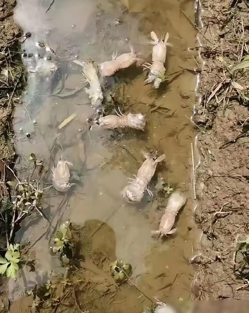 河南多地爆发马陆虫，家里看到千万别踩！我前两年在郊区住就踩过这货的坑，当时看