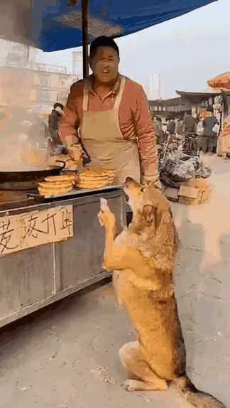 人心怎么这样冷漠寒风中的市场里在一处垃圾堆旁金毛妈妈带着一窝小宝宝饥肠