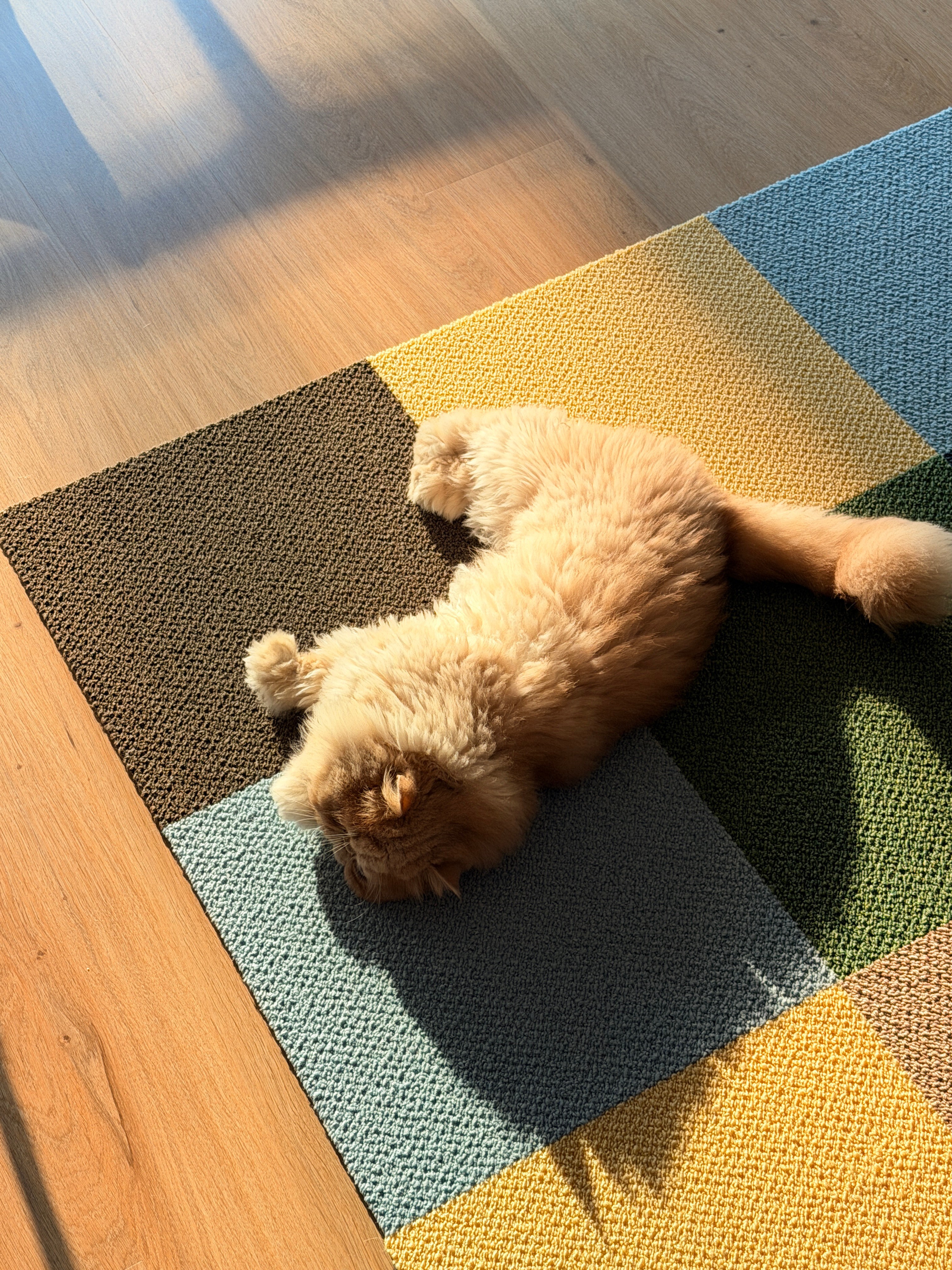 太阳照着我的小猫咪～小猫咪～​​​