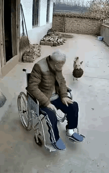 一个瘫痪坐在轮椅上的老人，在院子里面晒着太阳的时候，家里的狗子从外面叼回来一个物