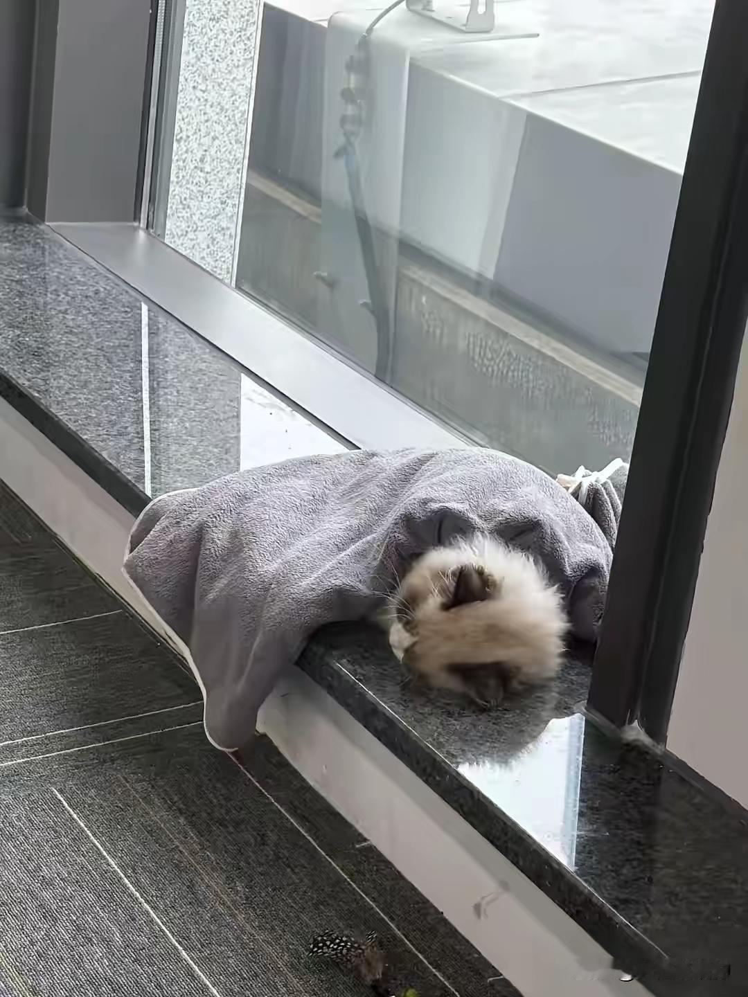 外面下起了大雨，一只流浪猫来到服务大厅的窗台上避雨，因为雨一直下，猫咪等的睡着了