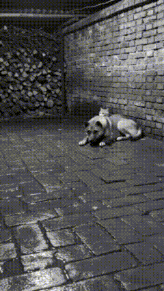 大鹅叼着黄鼠狼使劲甩，对着大黄训话道，看到没，咬住就这么甩，学没学会？