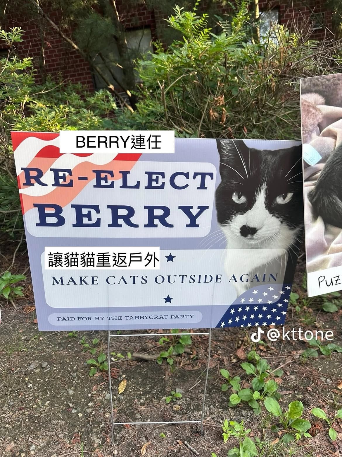 猫猫竞选市长宣语！(ง•̀-•́)งmeme​​​