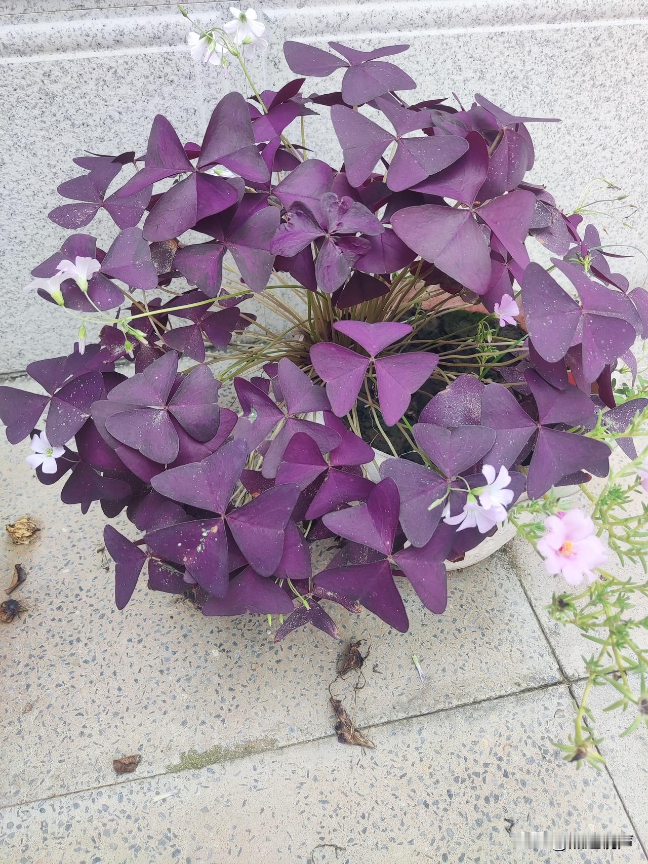 昨天是亲家母60岁生日，儿子儿媳在亲家母家吃了晚饭才回来，回来时给我带了一份蛋糕