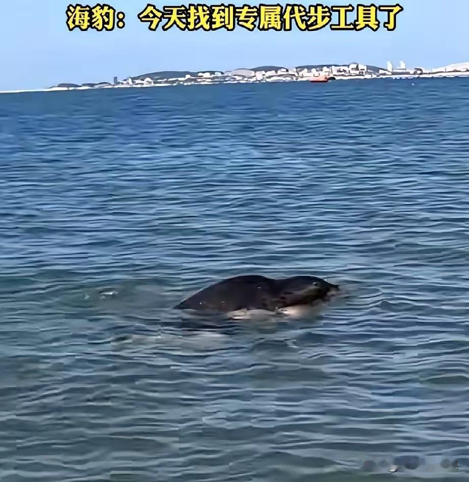 大连一位大哥在大海里正游得起劲，后背突然“啪”地一沉，回头一看差点没给整破防：网