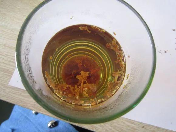 香烟泡水可以解决家家户户难题？后悔现在才知道！家里养的花长了蚜虫，买来的杀虫