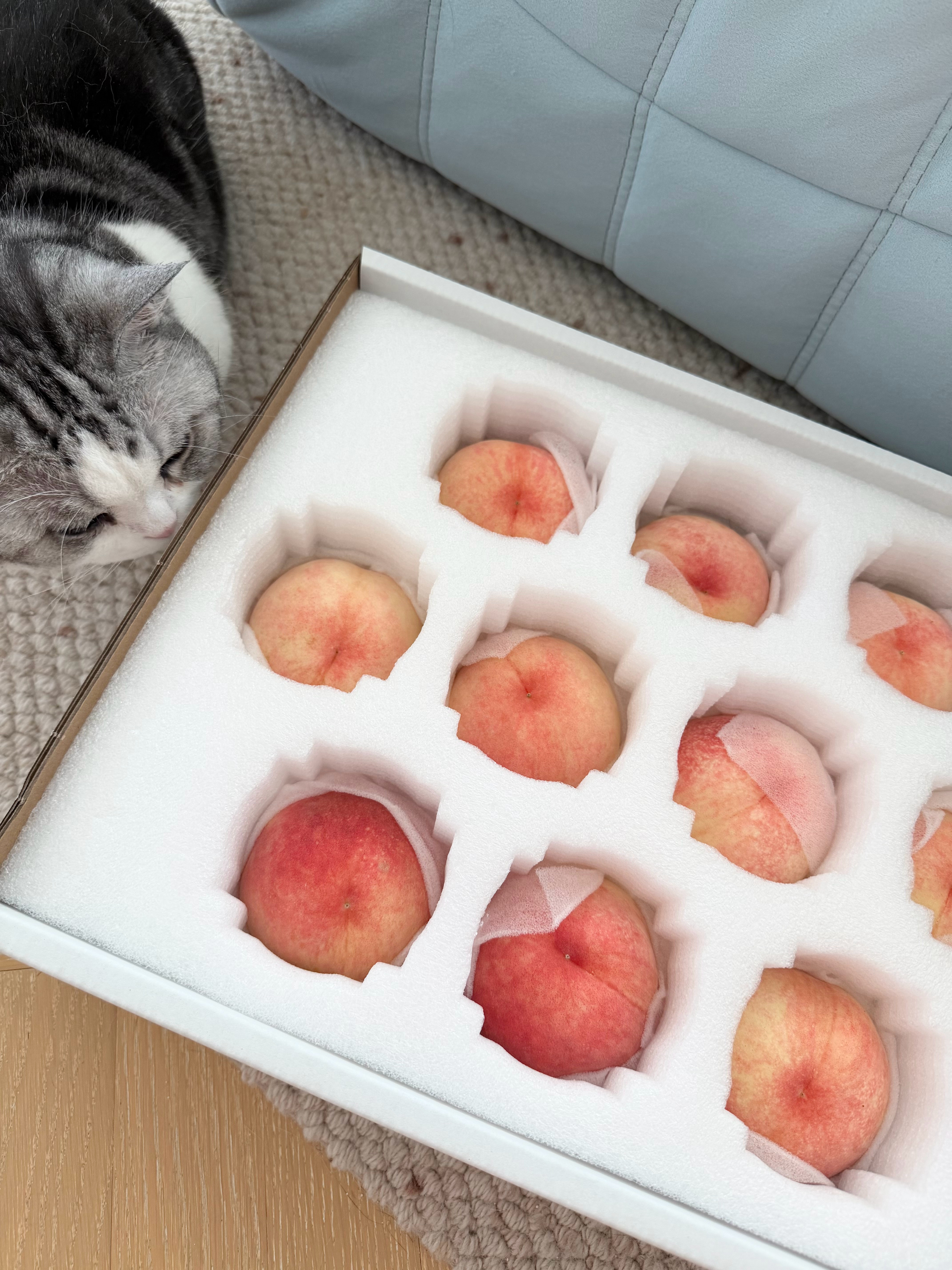 莓莓吃什么狗蛋推荐的白凤无敌好吃超甜超多汁🍑