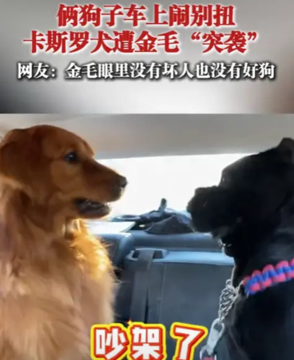 “别把狗逼急了！”5月13日，山东，一只金毛犬和卡斯罗犬在车上闹别扭，起初，金毛
