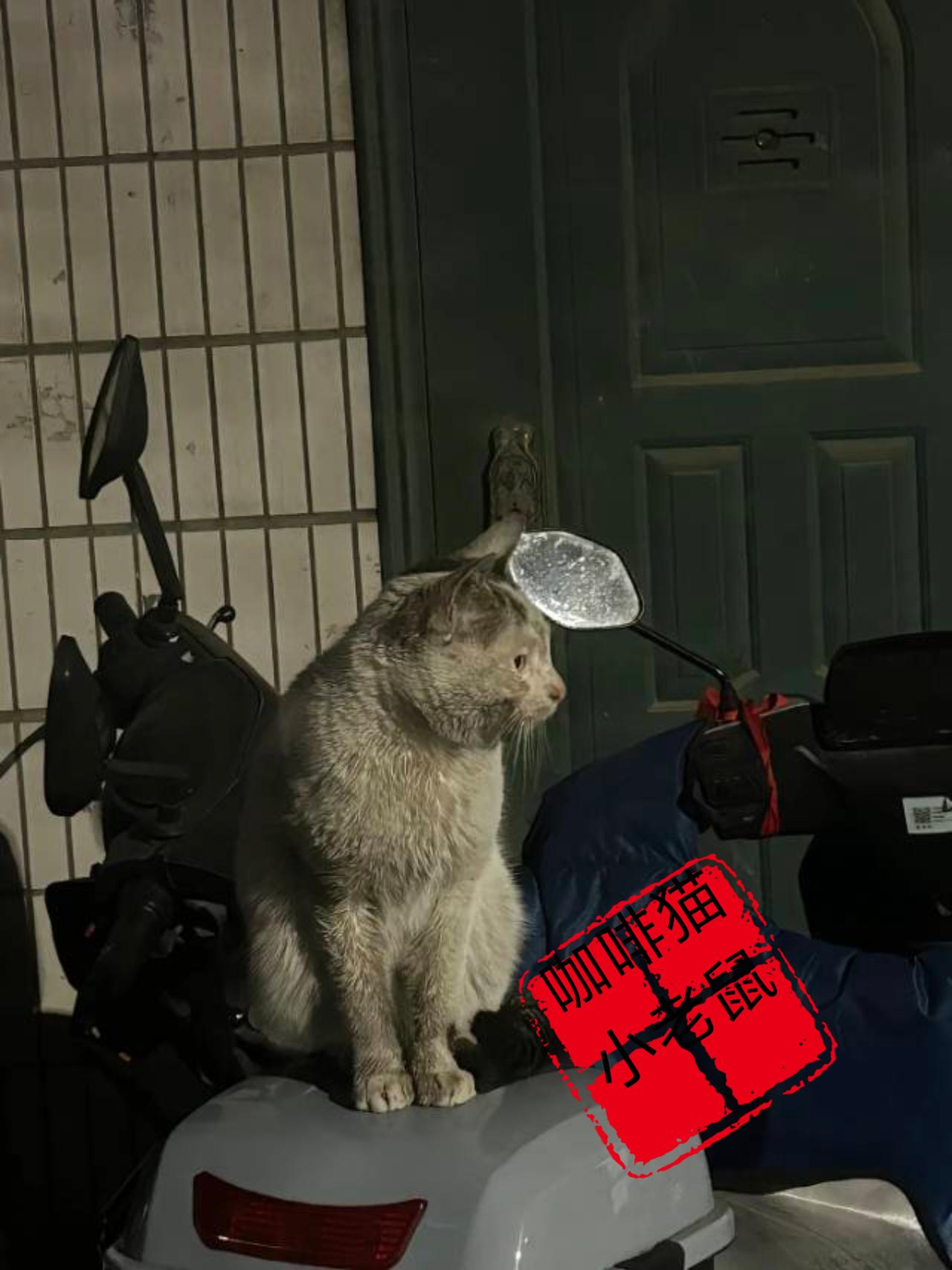 午夜时分看看这只满目疮痍脏兮兮的白猫，试问你们以后还敢将自己的爱猫胡乱的遗弃不！