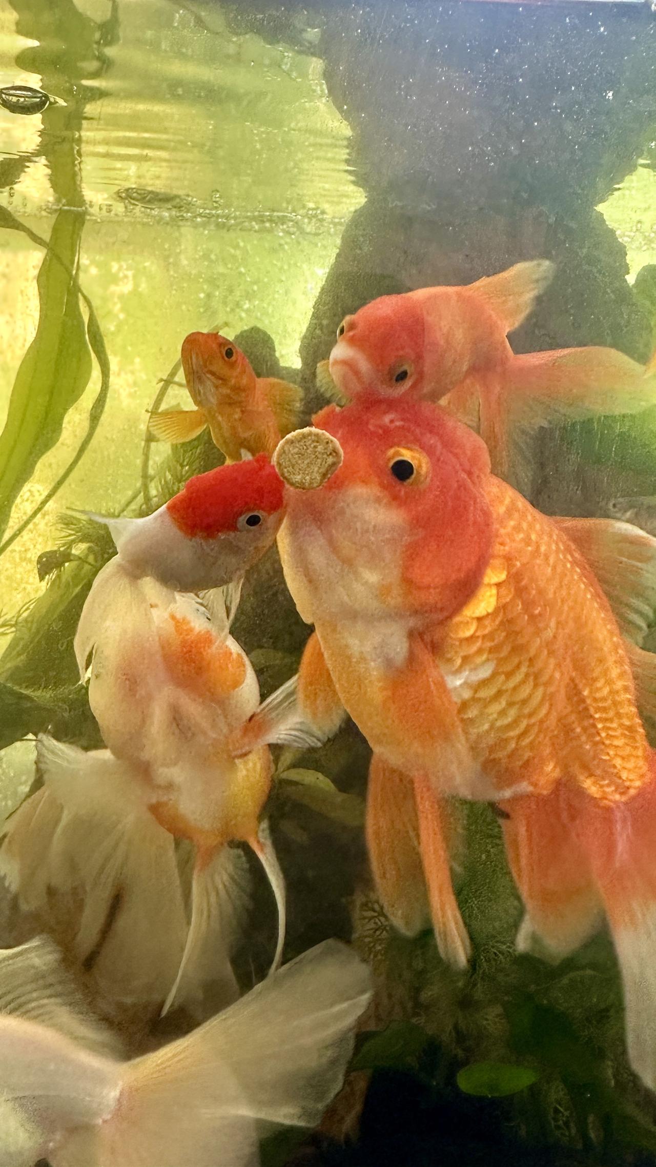 孔雀鱼好养繁殖率高，就是观赏性一般，泰狮蝶尾好看，草金鱼锦鲤也好养，就是喜欢啃水
