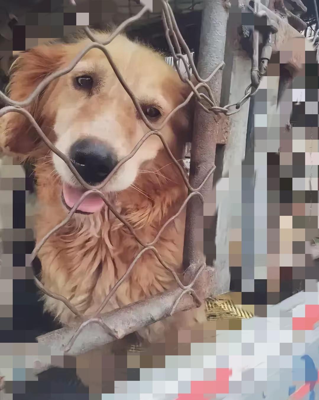 谁能想到，狗狗的感恩会比人类的共情更戳心？好心人撞见金毛主人要把