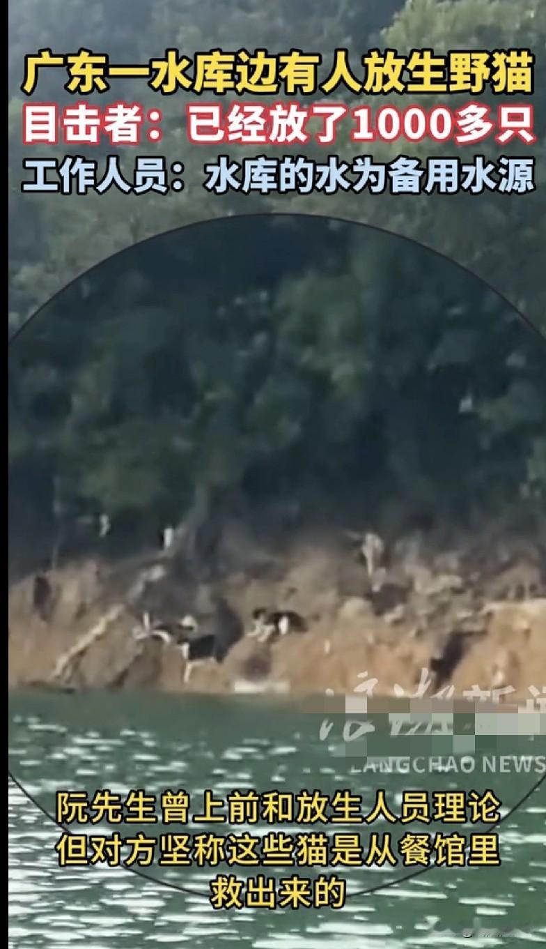 “家人们快来看这迷惑操作！广东一水库边居然有人放生1000多只野猫，这水库还是备
