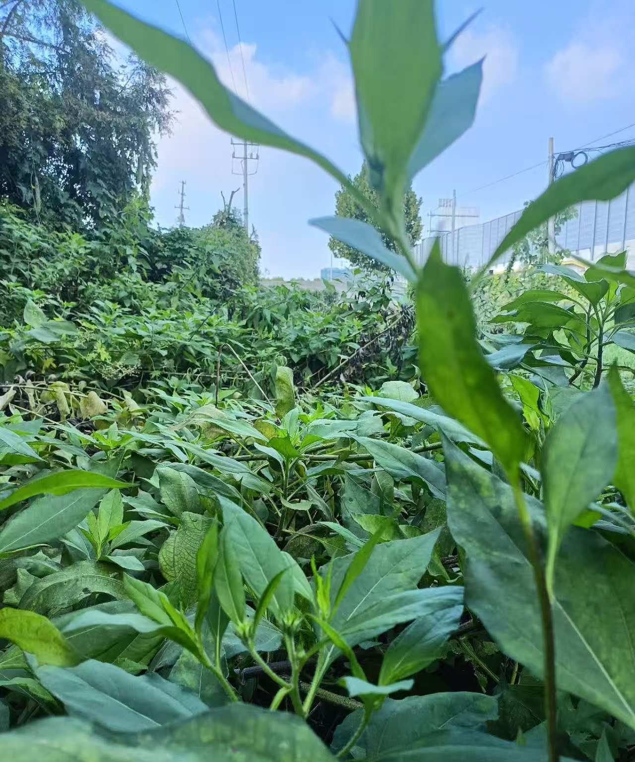 “你焦虑的不是孩子躺平不学习，而是你没有为孩子兜底的能力”！这句话不知道是哪个专