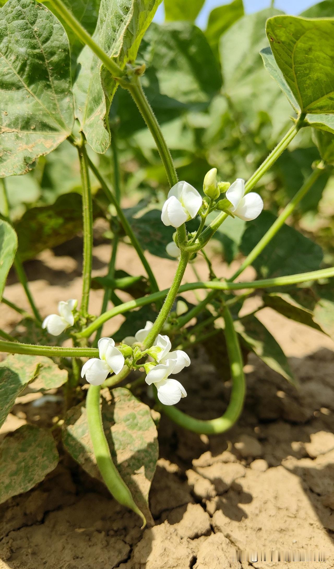 豆角黄瓜西红柿辣椒茄子想高产，这几个技巧记牢！豆角开花别浇大水，等豆荚长到2厘