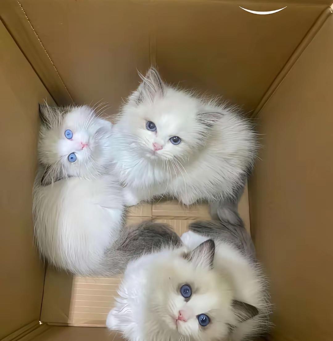 真的气炸了！下班经过小区垃圾桶，居然听见里面传来小猫的惨叫声，打开一