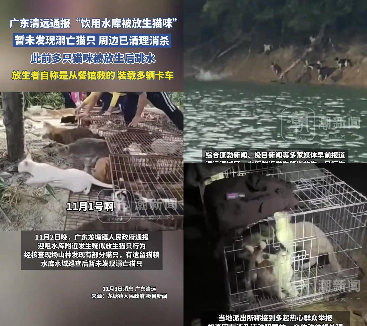 见过信佛的，没见过这么祸祸人的！广东清远水库边，千只猫被从卡车往下推，有