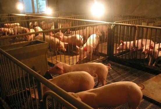 很多人问，猪肉为啥没以前好吃了，中国农科院教授对此表示：猪肉好不好吃，与吃的饲料