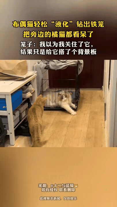 都说猫咪是液体做的，这话一点不假！铲屎官想着把布偶猫关进铁笼，安安稳稳困住它。