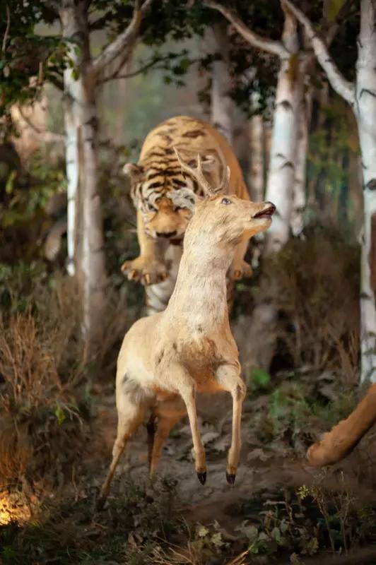 最近有个大新闻，75岁的美国加州葡萄酒大亨厄尼·多西奥，花3.8万美元去非洲加蓬