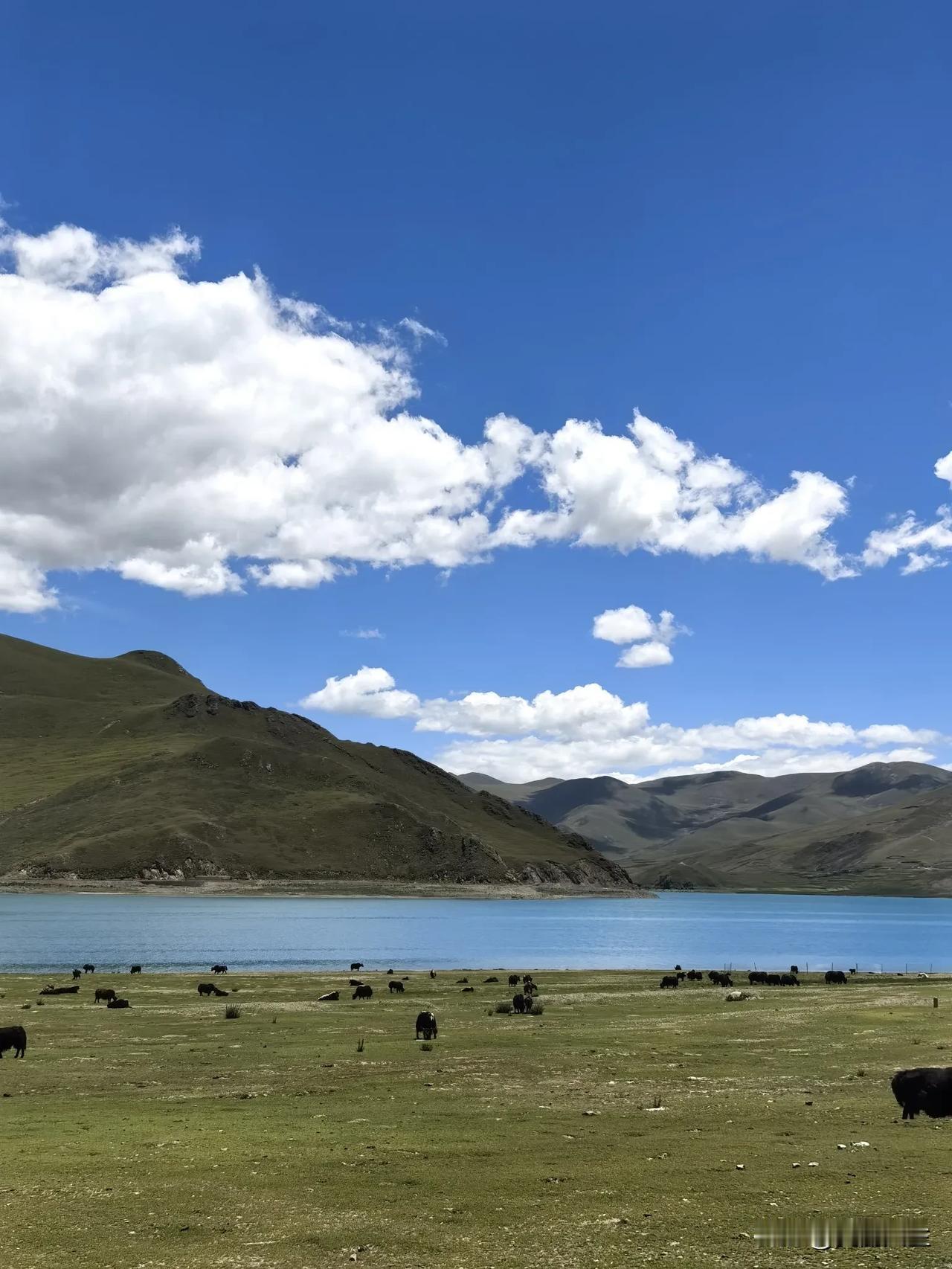 羊卓雍措独属于海拔4998m的纯净蓝💙