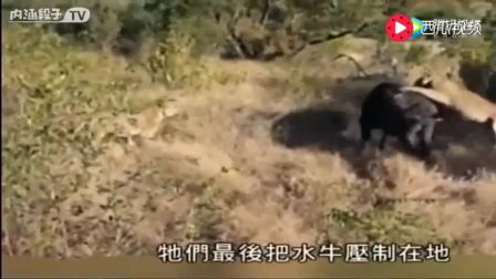 儿童歌曲 老水牛角弯弯