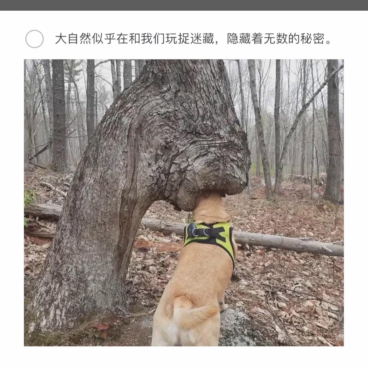 “森林探险记：狗狗的神秘发现”🌳🐾