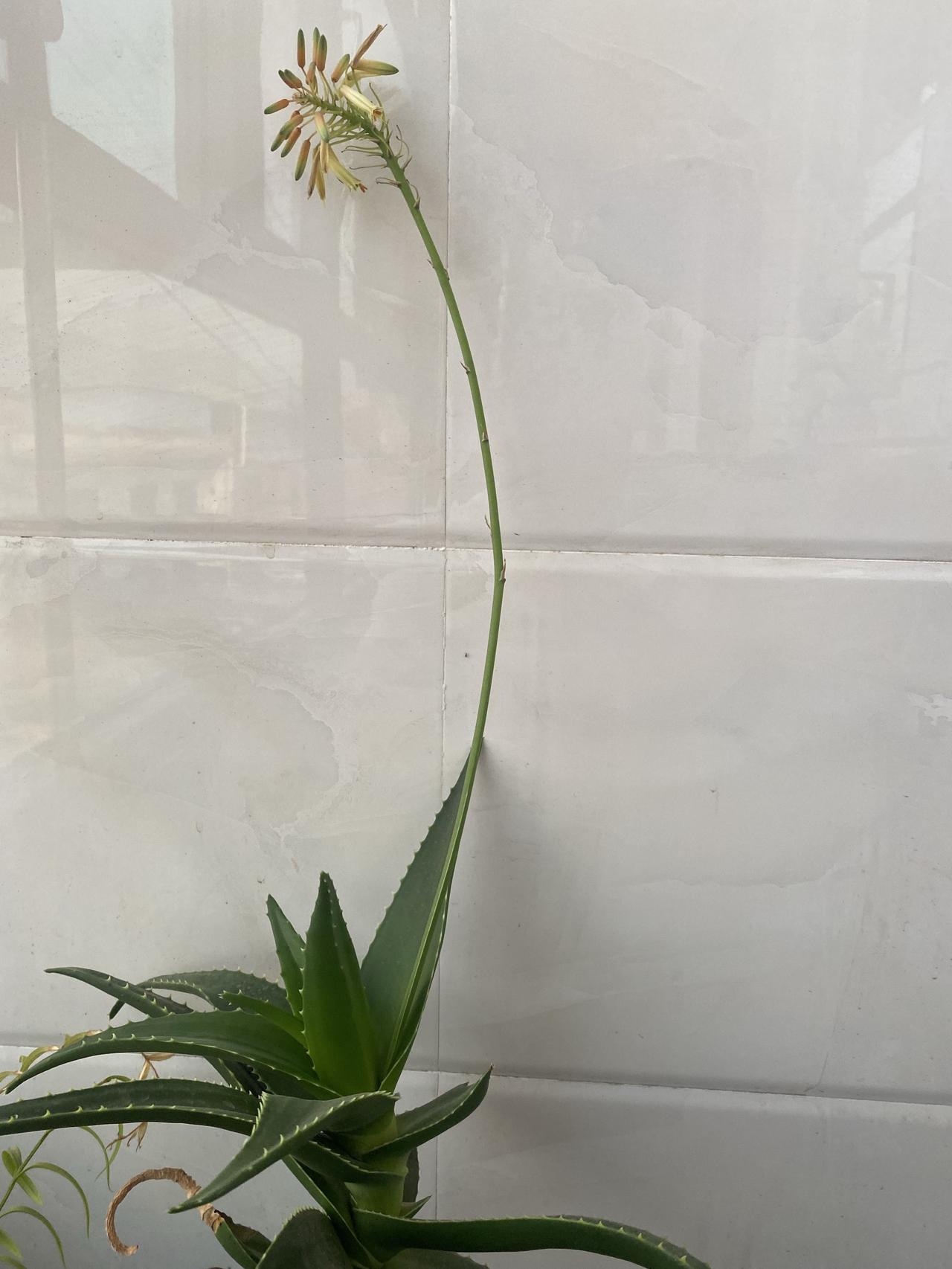 这是我自己从别人家的花盆里的花枝上剪的枝条培育出的芦荟和月季…现在都开花了