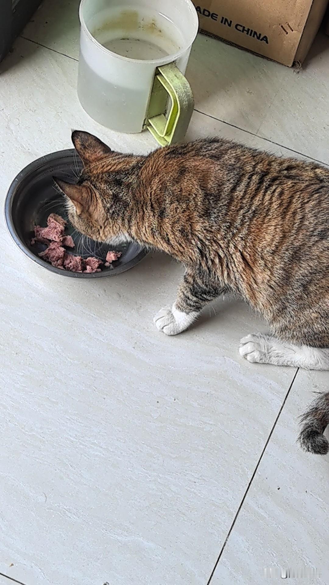 烦死我了，这只病猫没办法它了，一个口炎输液打针整了近2000块了，医生说还是