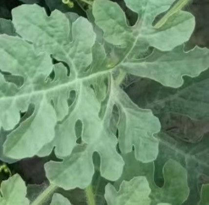 西瓜的种植方法一、选地整地：选择土质疏松肥沃、光照充足、排灌方便的土地，并进行适