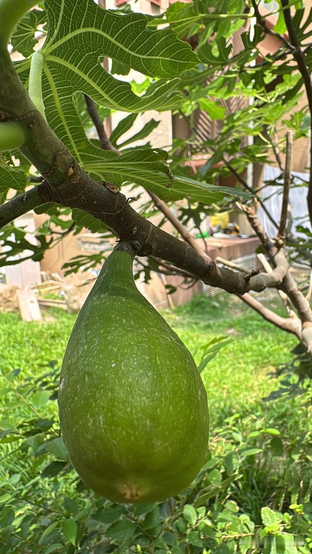 夏日生活打卡季这是我在小区种的无花果树，结果了。