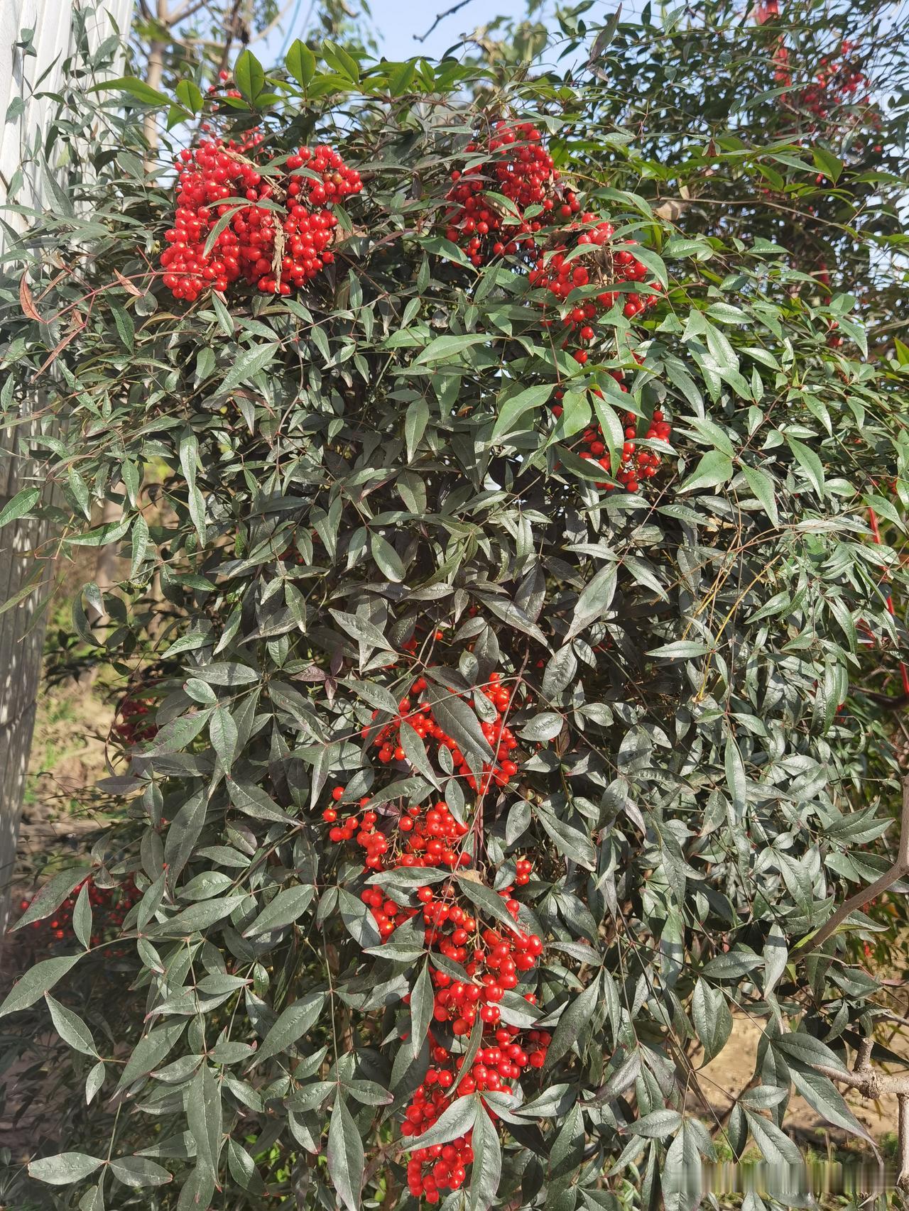 你凑近看这丛南天竹——深绿的叶瓣裹着一簇簇红果子，跟谁把玛瑙珠子串成串，往枝桠上