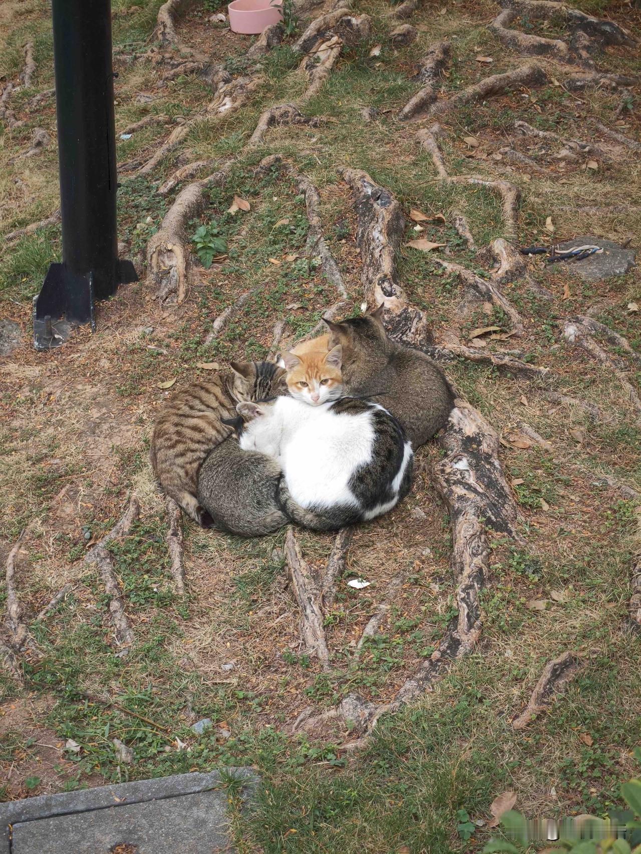 广东最冷的一天了，连猫咪都忍不住抱团取暖，挤在一块儿缩成小毛球，真的好可爱