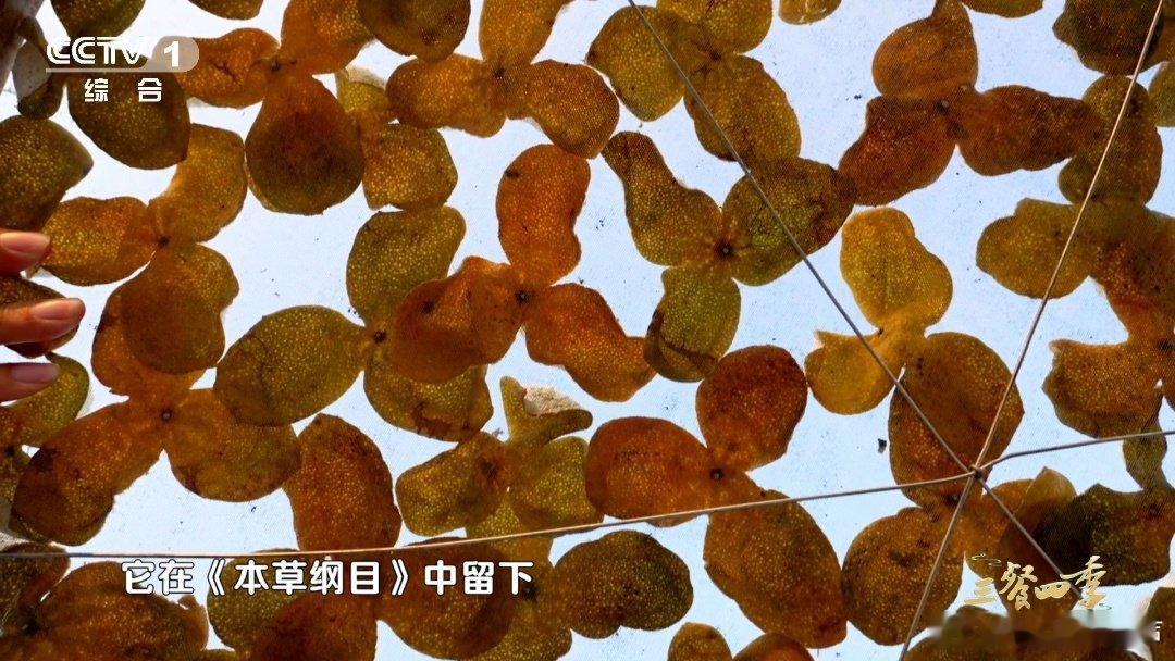 正宗广东新会陈皮的年份如何鉴别鉴别正宗新会陈皮年份，可观察煮汤变化。新皮很快软塌