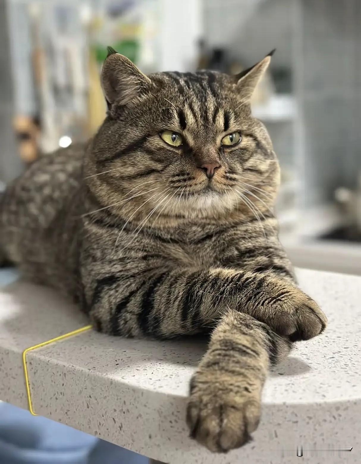 谁能想到，网友结婚后最难搞的不是婆媳关系，是娘家那只15斤的狸花猫！网友家