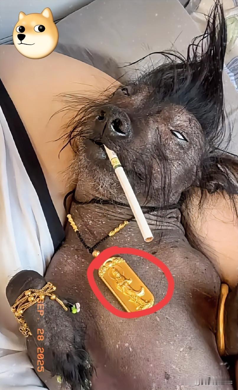 我老公买了个狗，花了2500元，我觉得真是不值啊！这狗值9.9吧。当初我